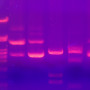 electrophoresis-gel.jpg