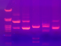 electrophoresis-gel.jpg