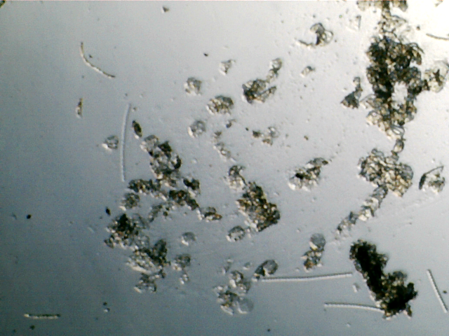 plankton1.png plankton1.png